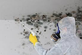 Why You Should Choose Our Mold Remediation Services in Osgood, IN